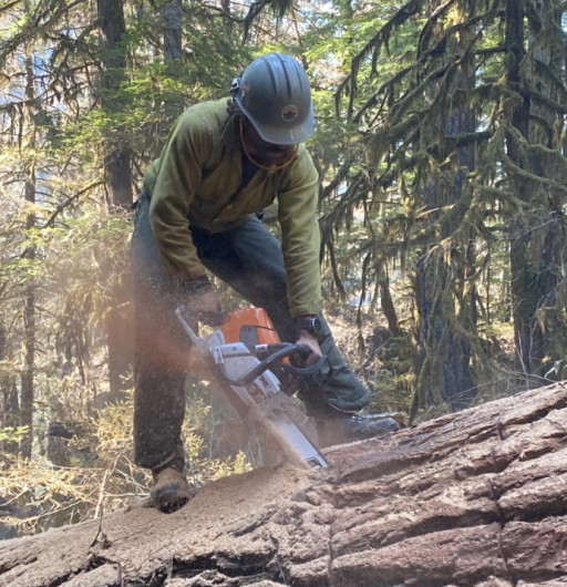 A firefighter cuts a large downed log with a chainsaw